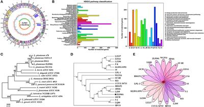 Complete Genome Sequencing of Lactobacillus plantarum ZLP001, a Potential Probiotic That Enhances Intestinal Epithelial Barrier Function and Defense Against Pathogens in Pigs